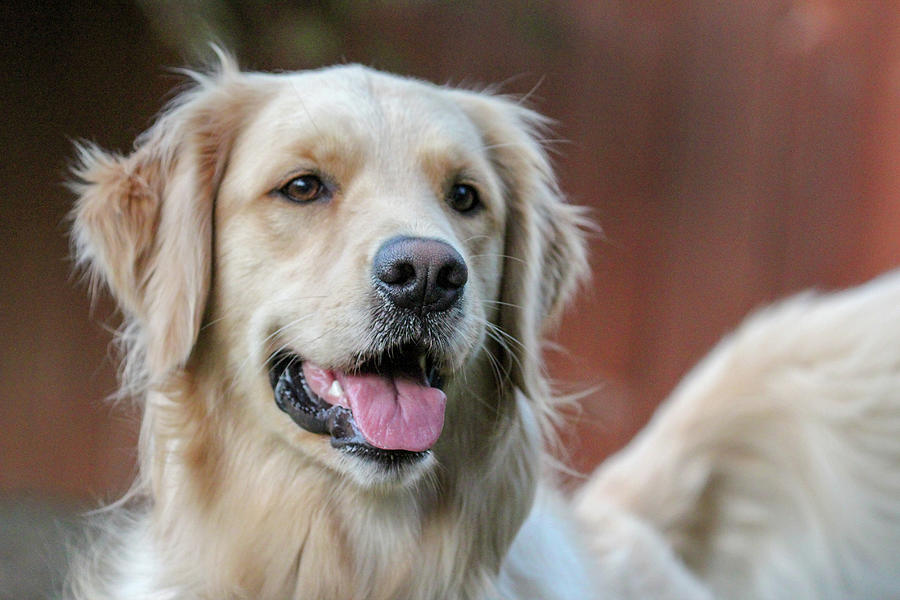 Golden Retriever Photograph by Craig Fentiman - Fine Art America