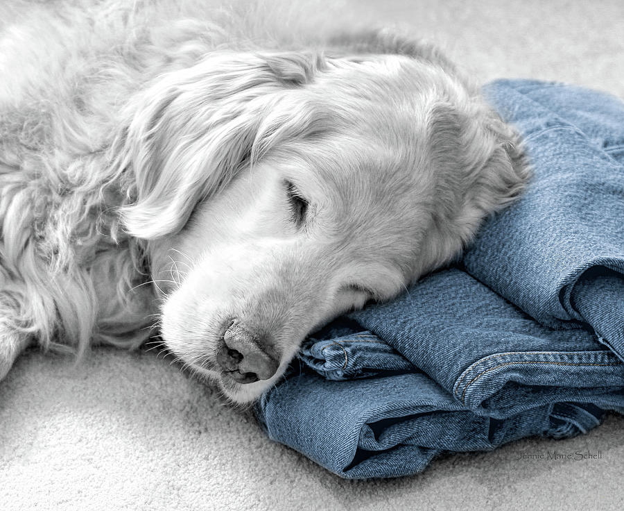 Golden Retriever Dog Forever on Blue Jeans Monochrome Photograph by Jennie Marie Schell