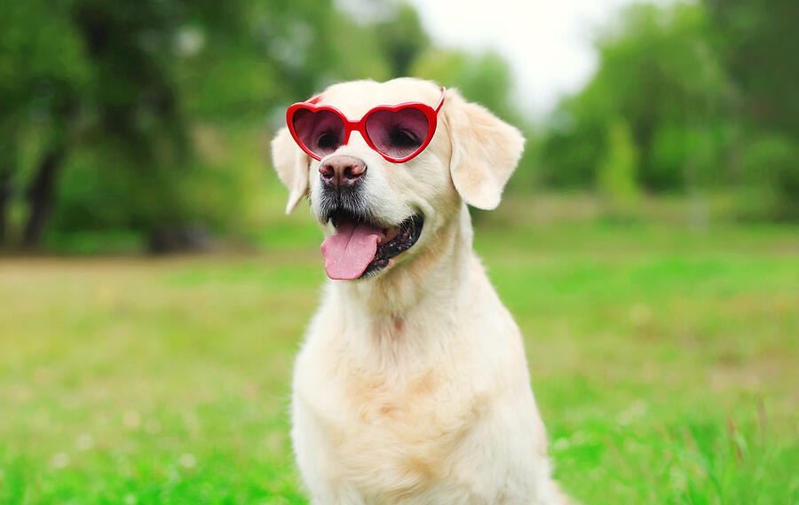 Golden Retriever dog in sunglasses on grass Photograph by Rohappy