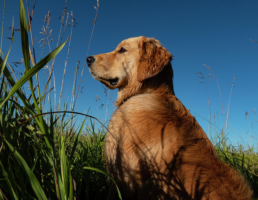 Nature Photograph - Golden Retriever Dog Outdoors by Phil And Karen Rispin