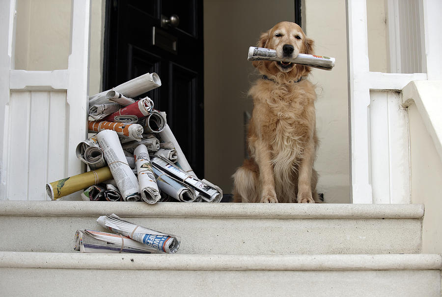 Golden retriever dog sitting at front door holding newspaper Photograph by Janie Airey