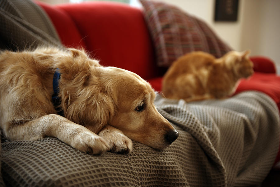 Golden retriever dog with ginger tabby cat resting on sofa (focus on foreground) Photograph by Janie Airey