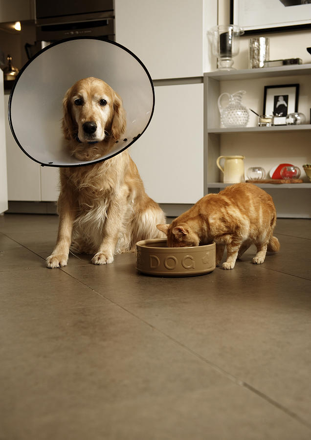 Golden retriever dog with medical collar sitting next to ginger tabby cat eating out of dogs food bowl Photograph by Janie Airey