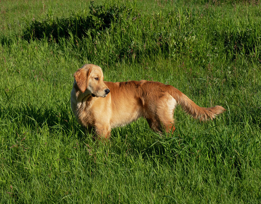 Dog Photograph - Golden Retriever In A Field by Phil And Karen Rispin