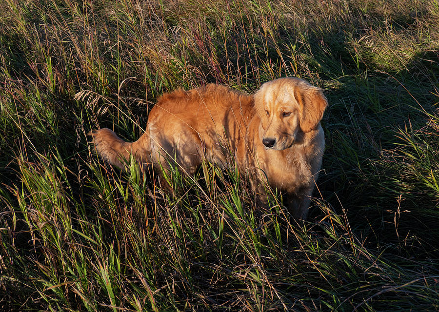 Dog Photograph - Golden Retriever In Tall Grass by Phil And Karen Rispin