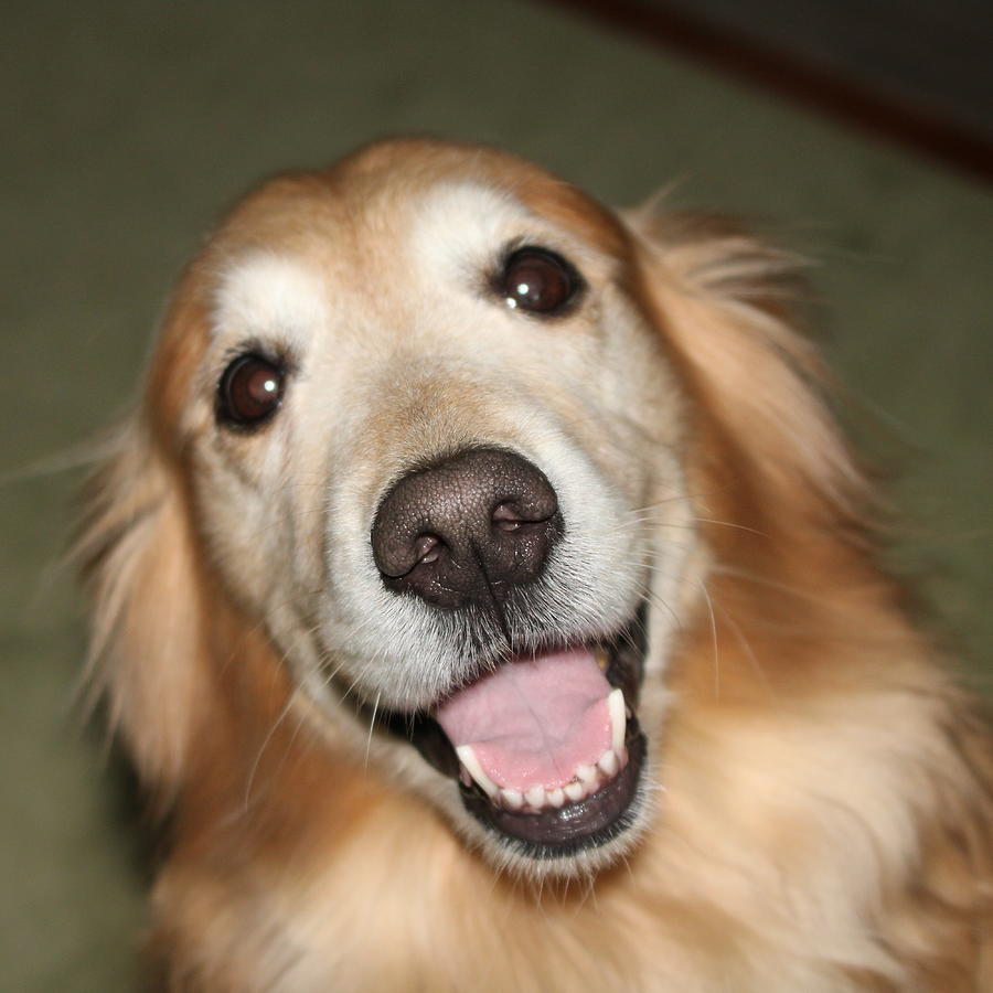 Golden Retriever Photograph by Laurel Talabere - Fine Art America