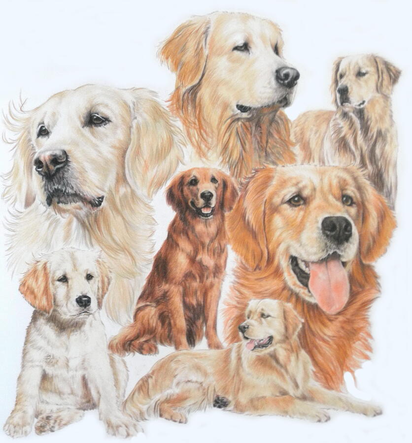 Golden Retriever Montage Drawing by Barbara Keith