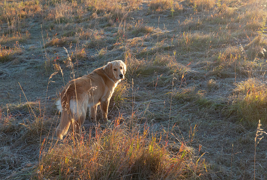 Fall Photograph - Golden Retriever On A Dawn Walk by Phil And Karen Rispin
