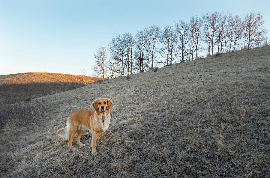 Nature Photograph - Golden Retriever On A Hill by Phil And Karen Rispin