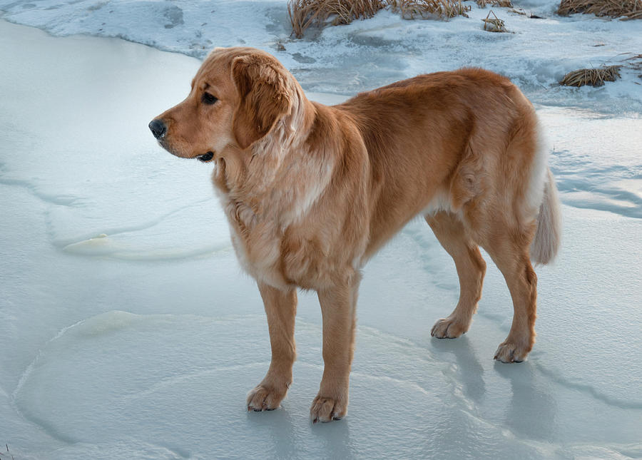 Winter Photograph - Golden Retriever On Ice by Phil And Karen Rispin