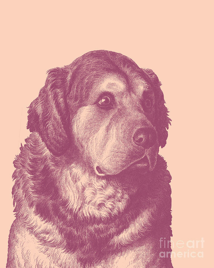 Dog Digital Art - Golden Retriever Portrait In Purple And Pink by Madame Memento