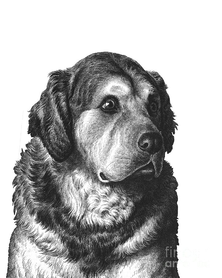 Dog Digital Art - Golden Retriever Portrait by Madame Memento