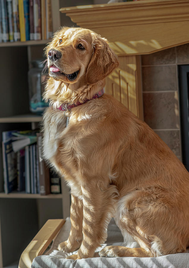 Dog Photograph - Golden Retriever Portrait by Phil And Karen Rispin