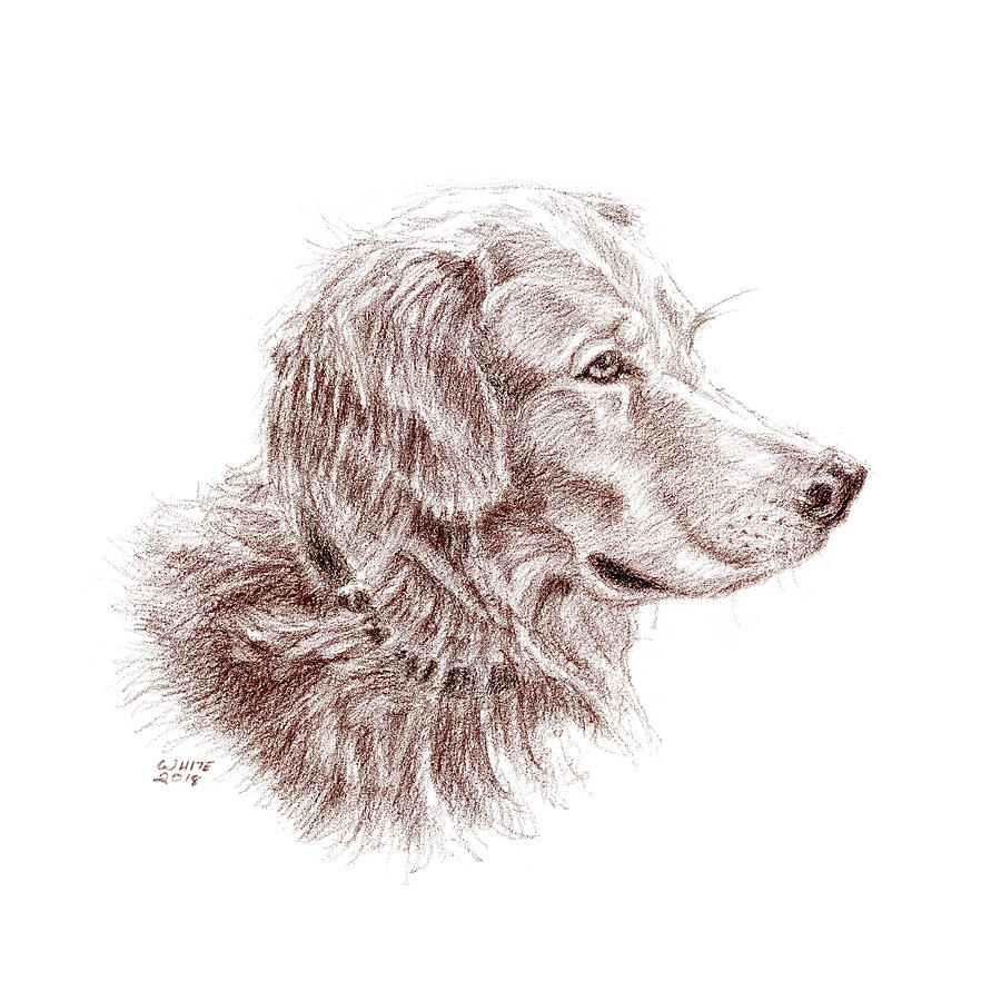 Golden Retriever Portriat Pastel by Dominic White Golden Retriever Portriat Pastel by Dominic White