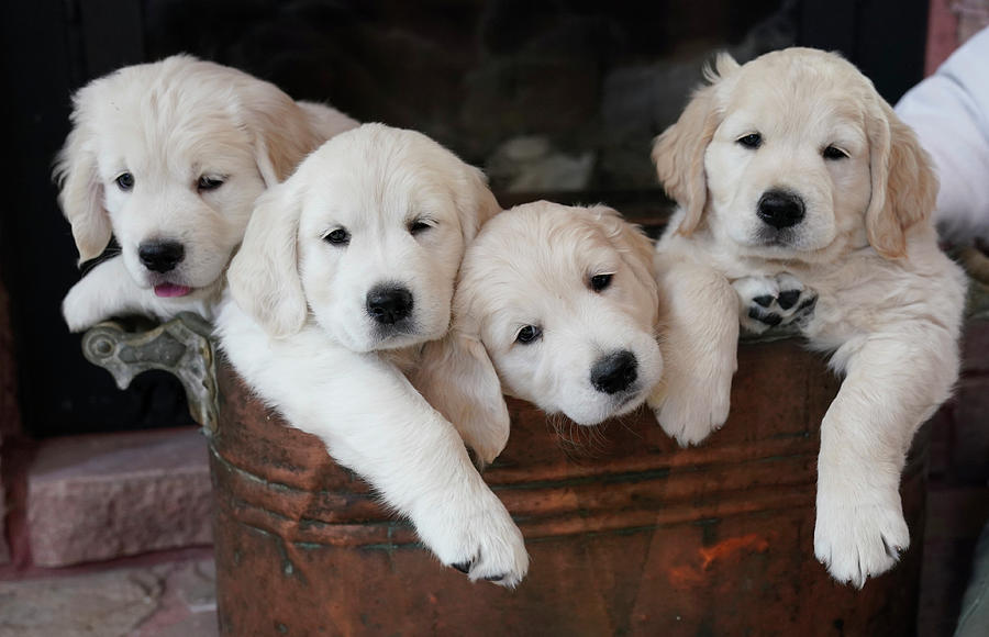 Golden Retriever Puppies Photograph by Rick Wilking