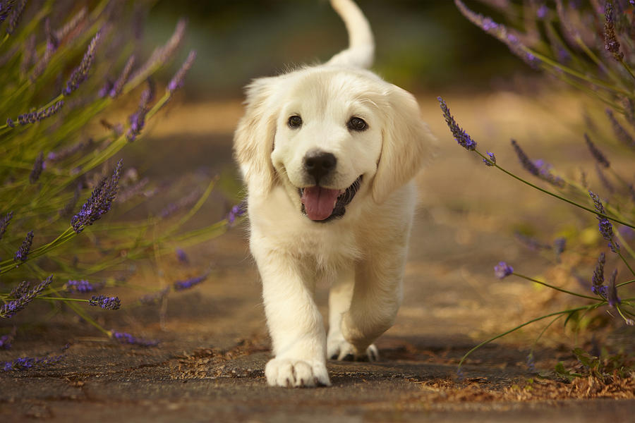 Golden retriever puppy Photograph by Adam Gault