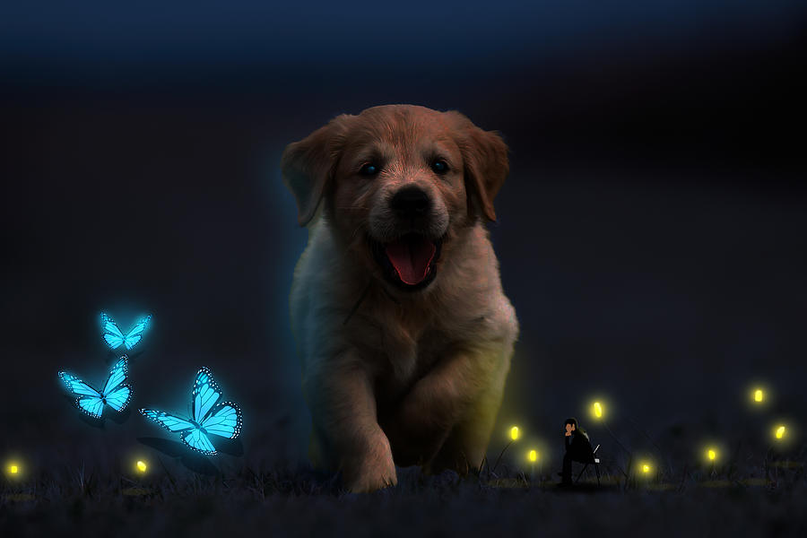 Golden Retriever Puppy Alive at Night by Tag DuMond