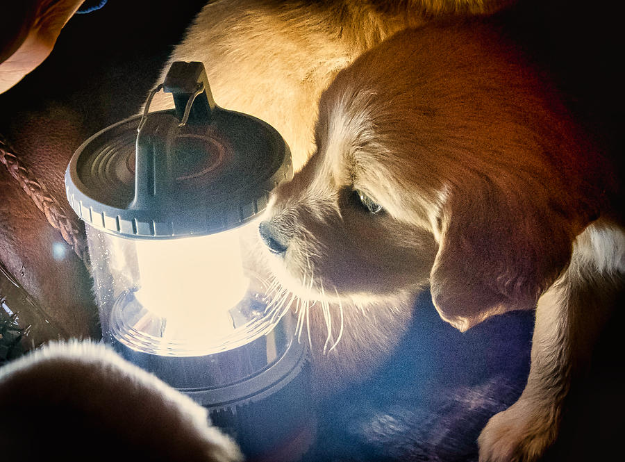 Golden Retriever Photograph - Golden Retriever Puppy and Light by Phil And Karen Rispin