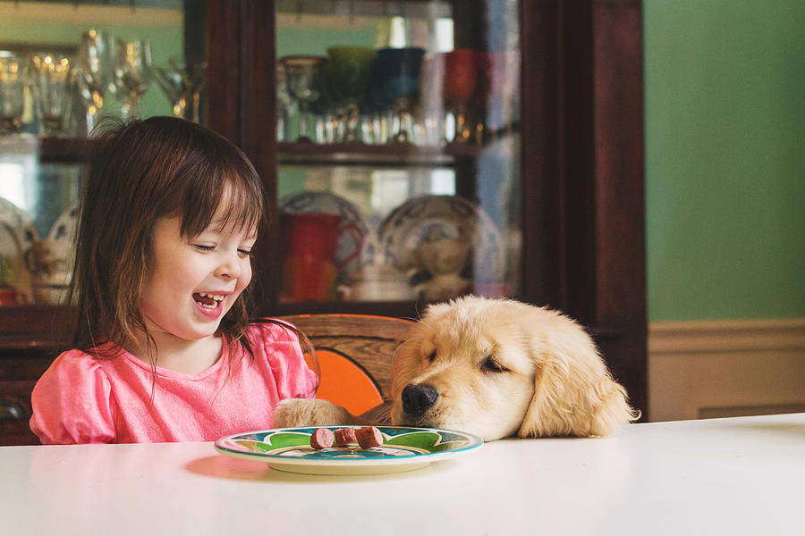 Golden retriever puppy dog begging girl for food Photograph by Elizabethsalleebauer