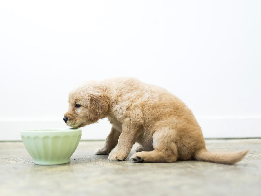 Golden Retriever puppy drinking water Photograph by Jessica Peterson