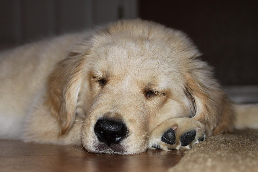 Golden Retriever Puppy  Sleeping 2 Photograph by Dawn Richards