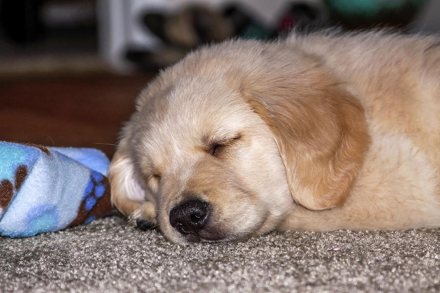 Golden Retriever Puppy Sleeping Photograph by Dawn Richards