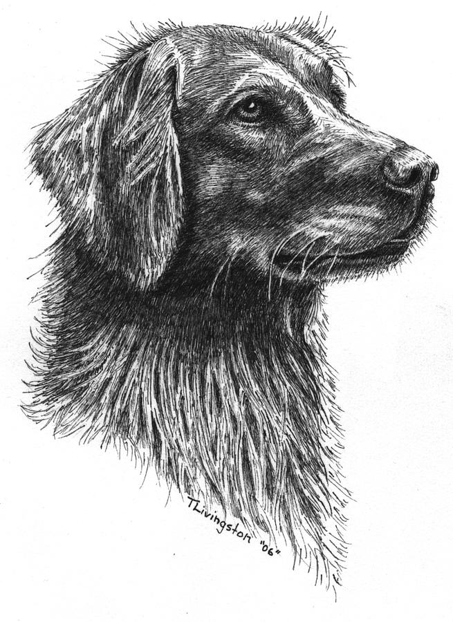 Golden Retriever Ruby Drawing by Timothy Livingston