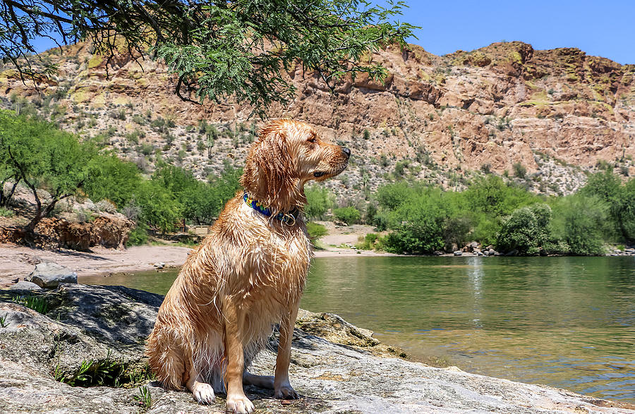 Golden Retriever sitting by Lake 2 Photograph by Dawn Richards