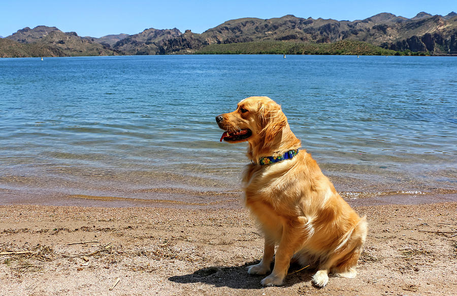 Golden Retriever sitting by Lake Photograph by Dawn Richards
