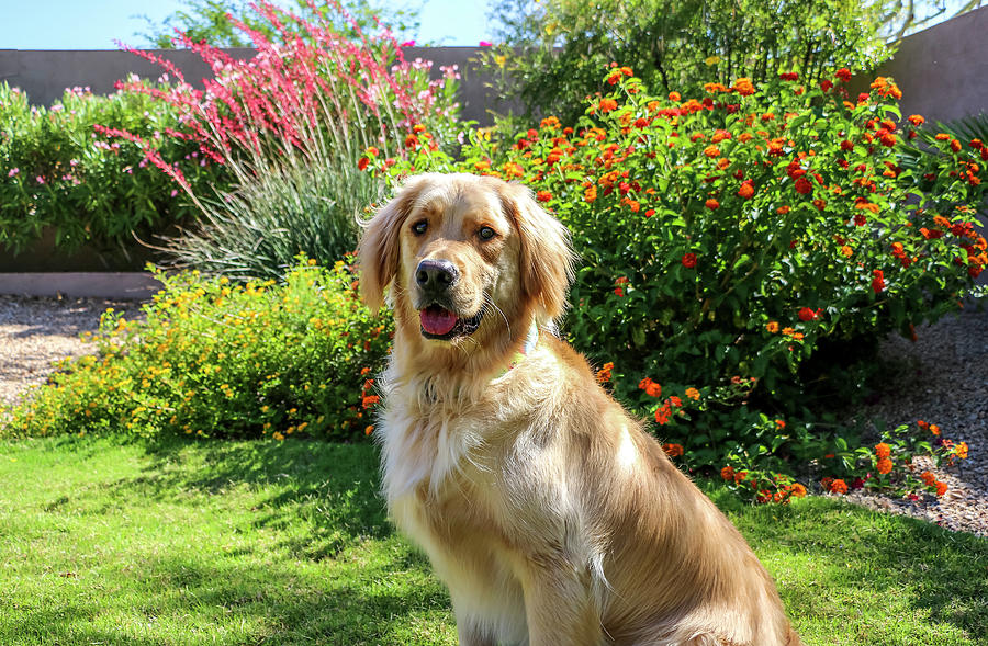 Golden Retriever sitting with Flowers Photograph by Dawn Richards