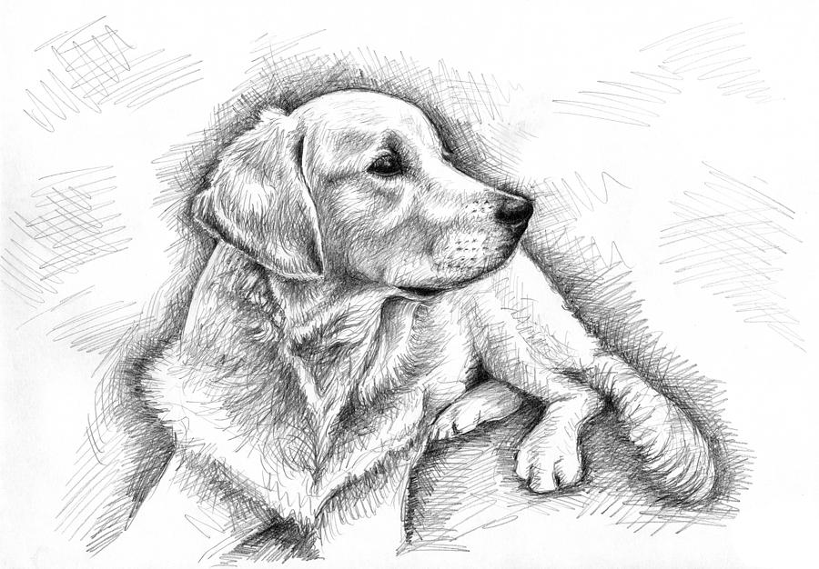 How to draw a golden retriever dog - YouTube