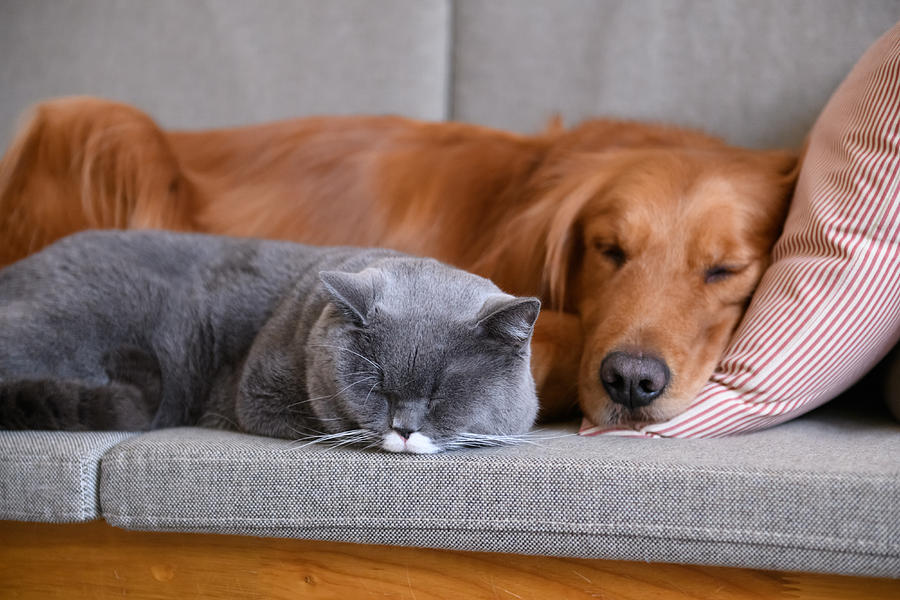 Golden Retriever sleeps with the cat Photograph by Chendongshan