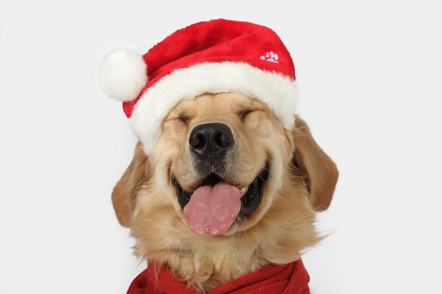 Golden retriever smiling Santa hat red scarf Photograph by Back in the Pack dog portraits