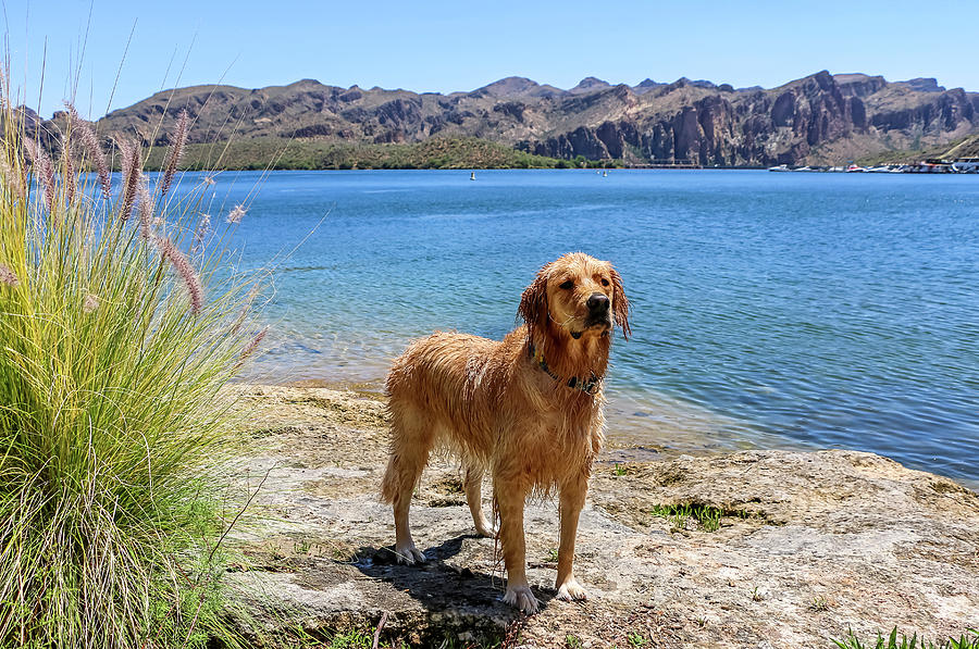 Golden Retriever standing by Lake Photograph by Dawn Richards