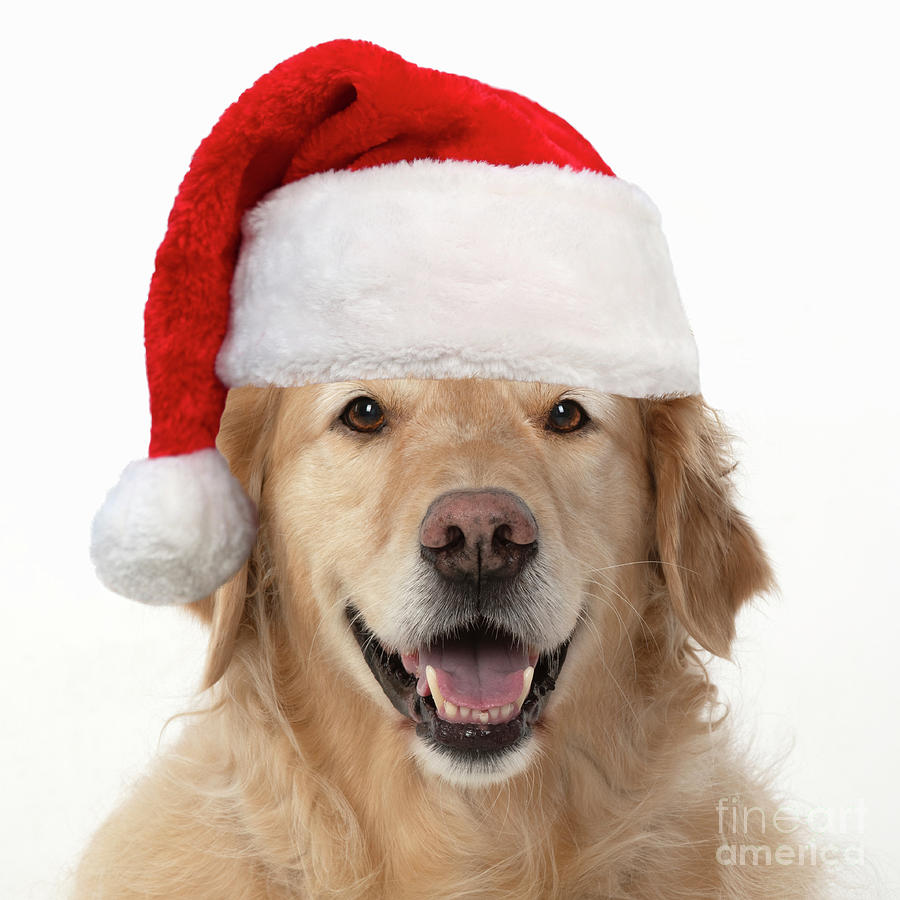 Golden Retriever wearing a Christmas hat Photograph by John Daniels ...