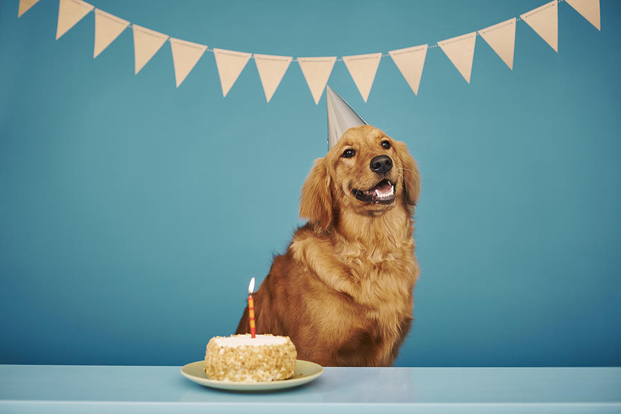 Golden retriever wearing party hat, cake with one candle in front of him Photograph by Kevin Kozicki