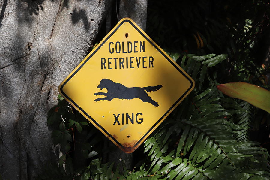 Golden Retriever XING by Blair Damson Golden Retriever XING by Blair Damson