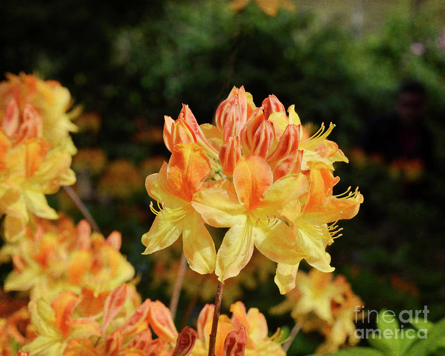 Golden Rhododendrons Photograph by Maria Janicki