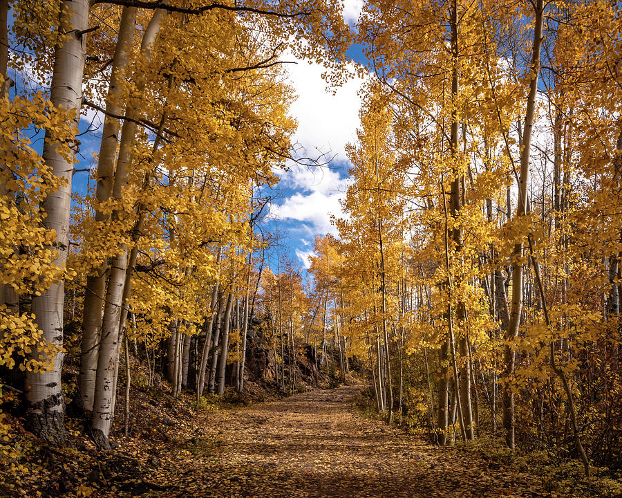 Golden Road Photograph by Matt Halvorson