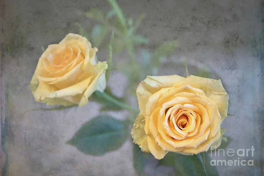 Golden Rose  Photograph by Amy Dundon