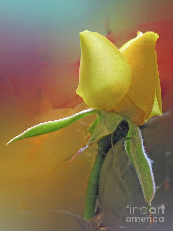 Flower Photograph - Golden Rose Bud by Kim Tran
