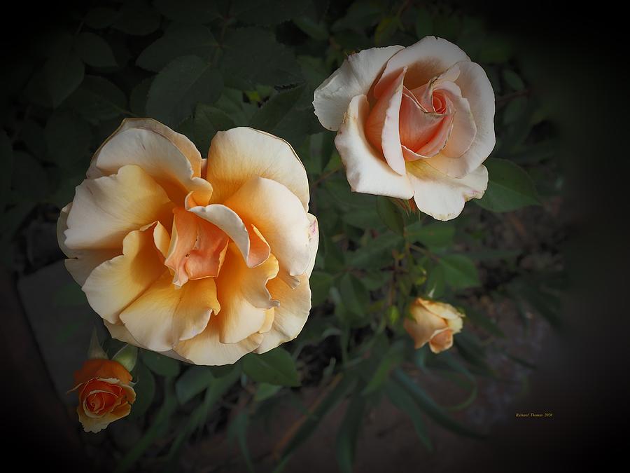 Golden Rose Four Phases Photograph by Richard Thomas