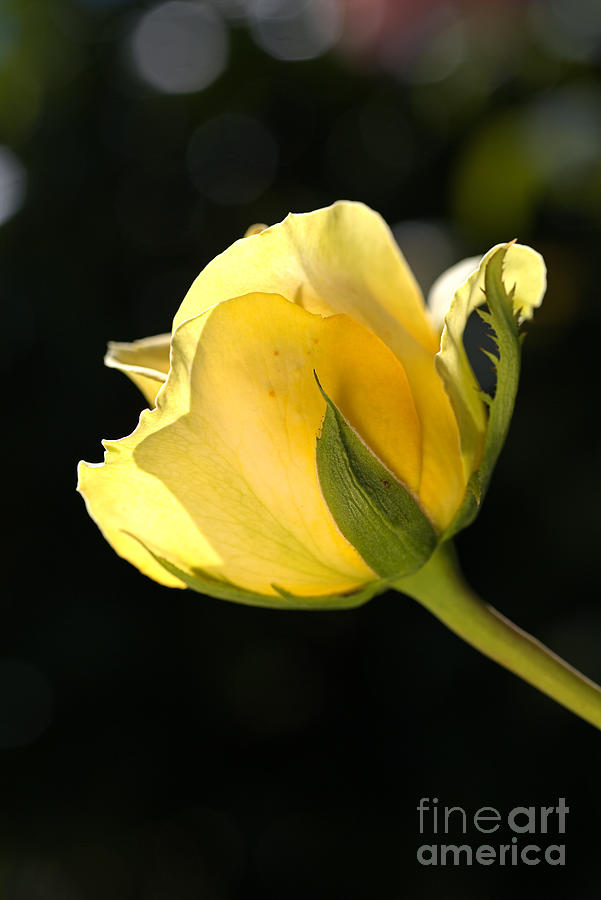 Golden Rose Glow Photograph by Joy Watson
