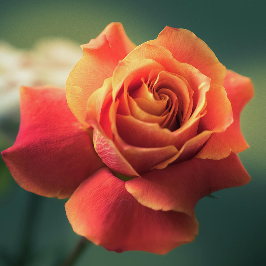 Golden Rose Photograph by Kristin Emery - Fine Art America