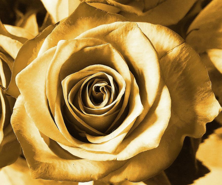 Golden Rose Photograph by Linda Stern