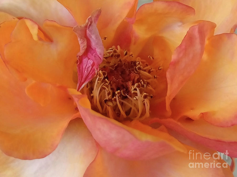 Golden Rose Macro Photograph by Jasna Dragun