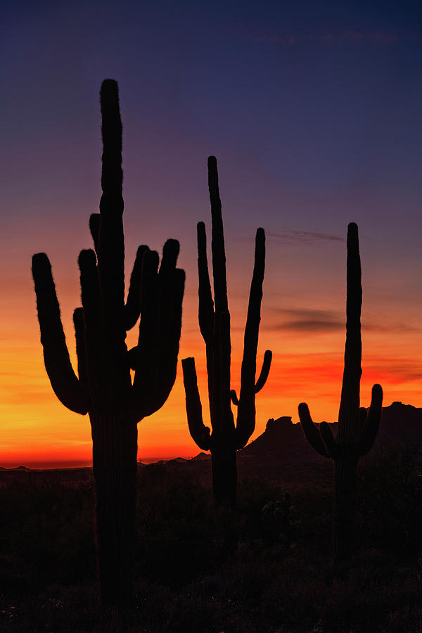 Golden Saguaro Silhouette Sunset  Photograph by Saija Lehtonen