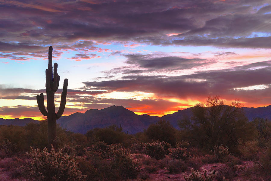 Golden Saguaro Sunrise On The Horizon Photograph by Saija Lehtonen | Pixels