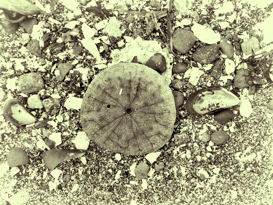 Golden Sand Dollar  Photograph by Cathy Anderson