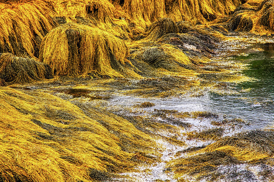 Golden seaweed at low tide Photograph by Tatiana Travelways